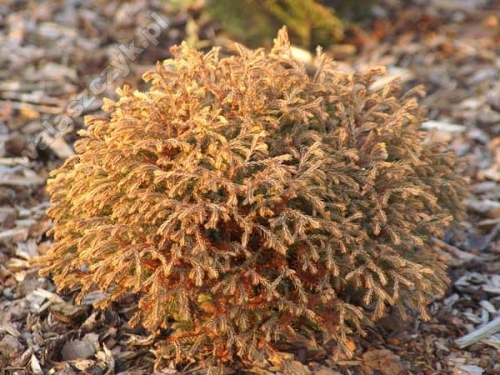 Thuja occidentalis 'Golden Tuffet' 